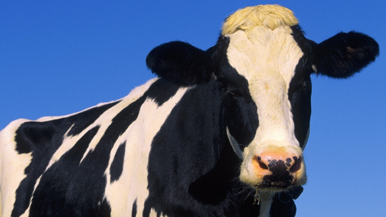 A Holstein Cow, Illinois